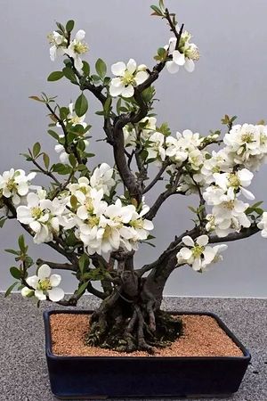 21005051958圖片