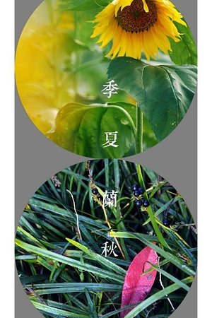 20991575276圖片