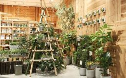 室内绿植搭配技巧,绿植装饰,优衣库城市店铺设计 衣药店